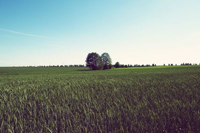 Scenic view of field against clear sky