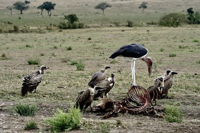 Eating bird in a field