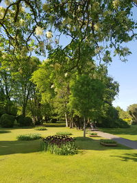 Trees in park against sky