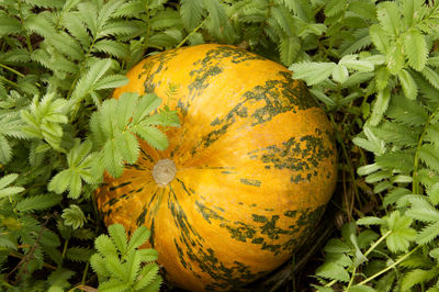 Close-up of pumpkin on field