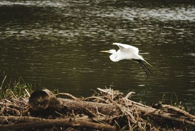 White heron on lake