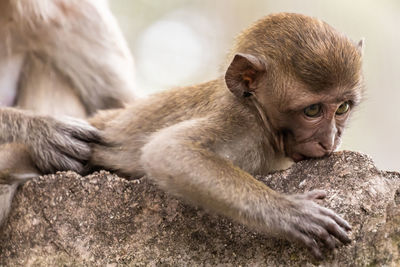 Close-up of young monkey on tree trunk