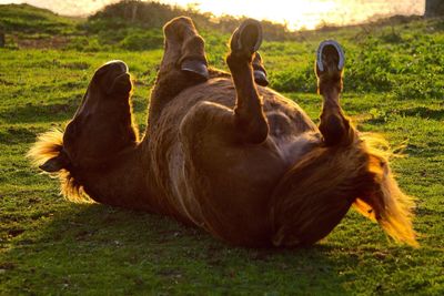 Close-up of relaxing on field