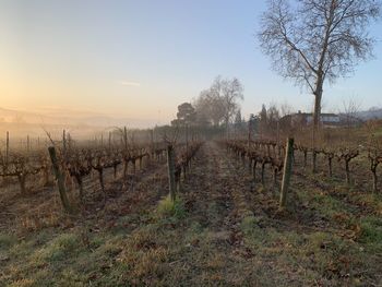 View of vineyard against sky