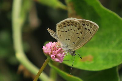 Close-up of butterfly pollinating on pink flower