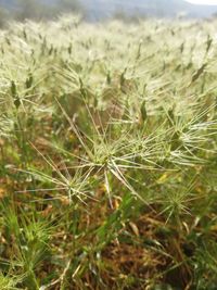 Close-up of plants on field