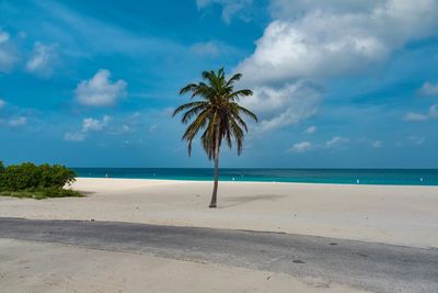 Palm tree on shore of beach against sky