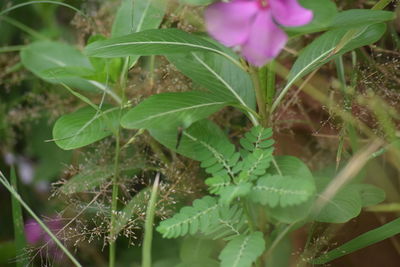 Close-up of pink flowering plant