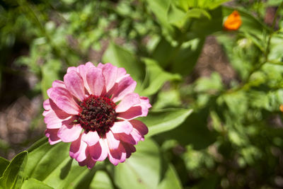 Close-up of pink zinnia blooming outdoors