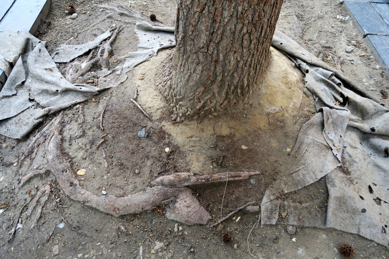 CLOSE-UP OF OLD TREE TRUNK