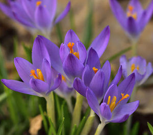 Close-up of purple crocus blooming outdoors