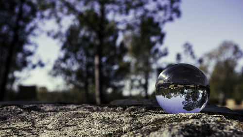 Close-up of crystal ball on tree against sky