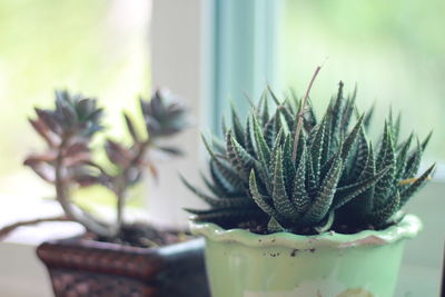 Close-up of succulent plant on table at home