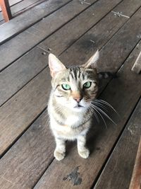 High angle view of cat on boardwalk