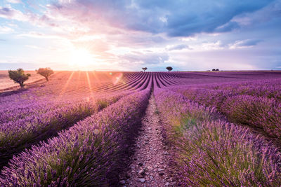 Scenic view of lavender field against sky during sunrise