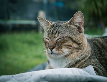 Close-up of a cat looking away