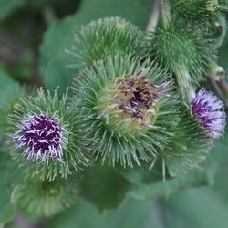 Close-up of purple flowering plant