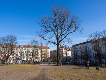 Houses and bare trees against clear blue sky