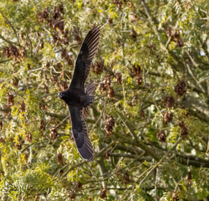 Bird flying in a forest