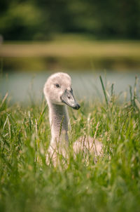 View of duck on field