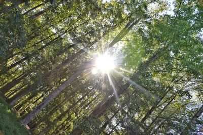 Low angle view of sunlight streaming through trees in forest