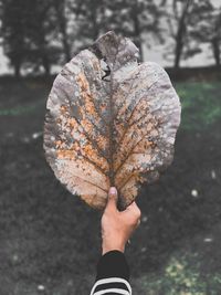 Midsection of person holding maple leaves during autumn