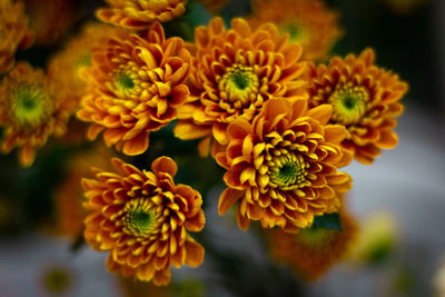 Close-up of yellow flowering plant