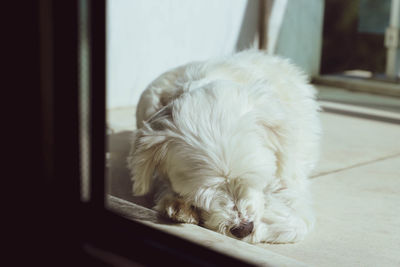 Close-up of dog sleeping at home