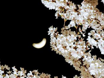 Close-up of flower tree at night