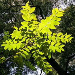 Close-up of leaves on tree