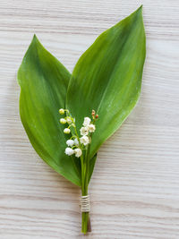 Directly above shot of green leaf on plant