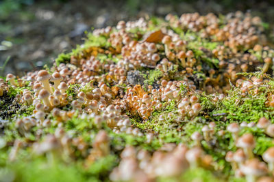 Close-up of leaves growing on field