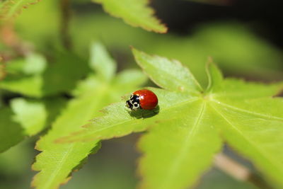 Close-up of ladybug on leaf