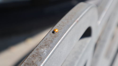 High angle view of ladybug on wood