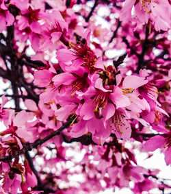 Close-up of pink flowers