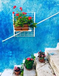 Potted plants against blue wall and building