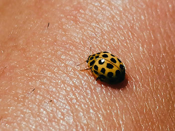 Close-up of ladybug on hand