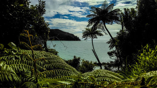 Palm trees by sea against sky