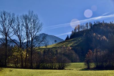 Trees on field against sky