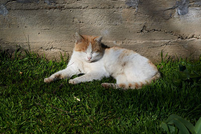 Cat resting in a field