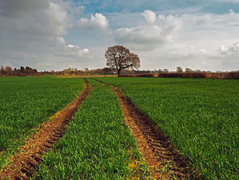 Tractor tracks towards an oak tree in a cultivated field in north yorkshire, england