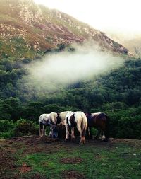 Horses grazing on field