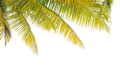 Close-up of palm tree against white background