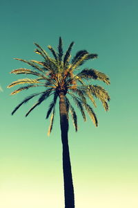 Low angle view of coconut palm tree against clear sky