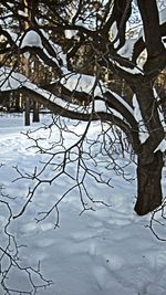 Low section of bare trees during winter