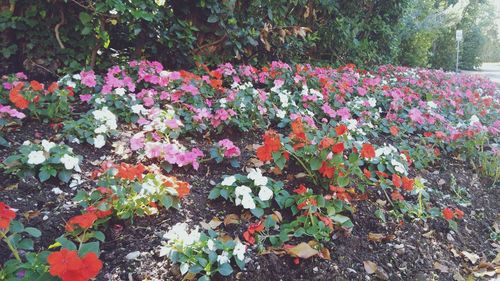 Flowers blooming outdoors