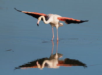 Bird flying over lake