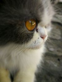 Close-up of cat