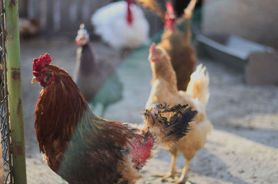 Close-up of roosters on ground