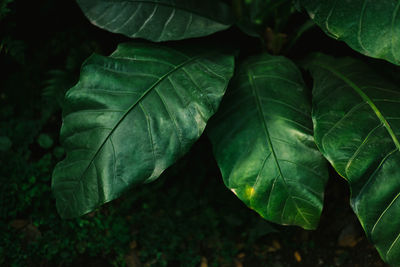 Close-up of green leaf